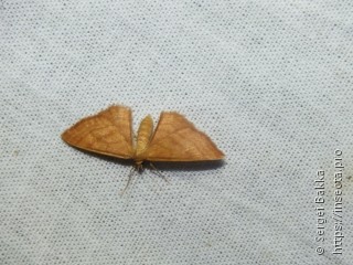 Idaea ochrata