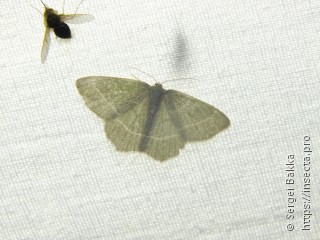 Chlorissa viridata