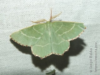 Thalera fimbrialis