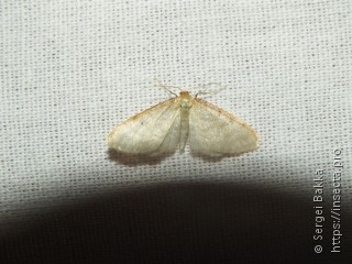 Idaea humiliata