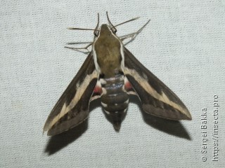 Hyles gallii