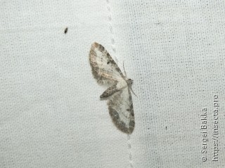 Eupithecia succenturiata