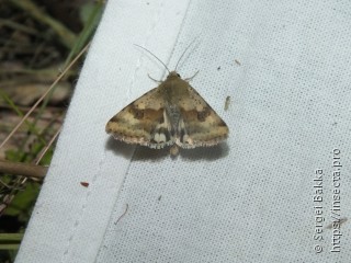 Heliothis viriplaca