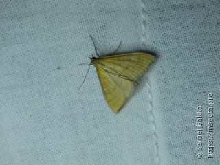 Mecyna flavalis