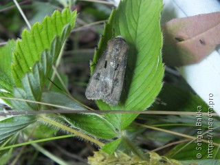 Agrotis exclamationis