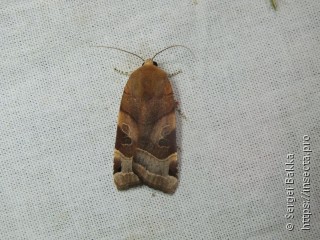 Noctua fimbriata