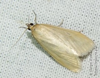 Sitochroa palealis