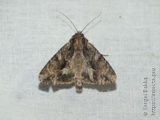 Apamea monoglypha