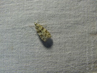 Scoparia pyralella