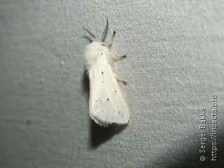 Spilosoma lubricipeda