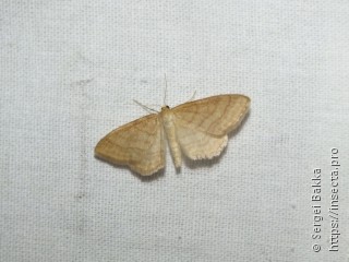 Idaea rufaria