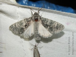 Acronicta megacephala