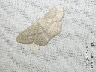 Scopula nigropunctata