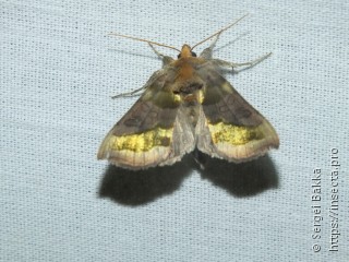 Diachrysia chrysitis