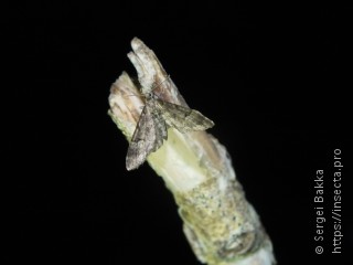 Eupithecia lanceata