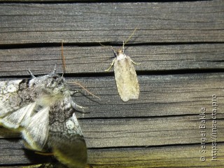 Agonopterix