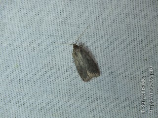 Agonopterix ciliella