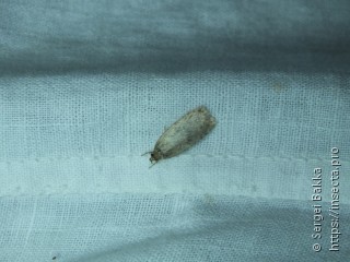 Agonopterix