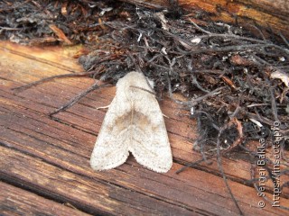 Orthosia opima