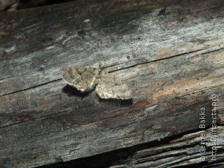 Eupithecia lanceata