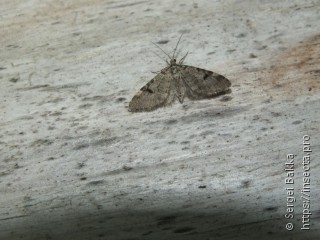 Eupithecia conterminata