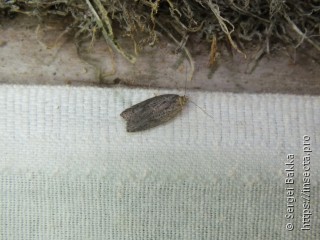 Acleris lipsiana