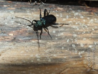 Callidium violaceum