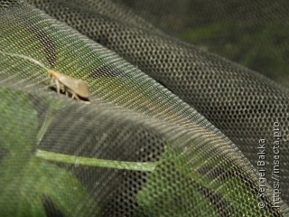 Nematopogon swammerdamella