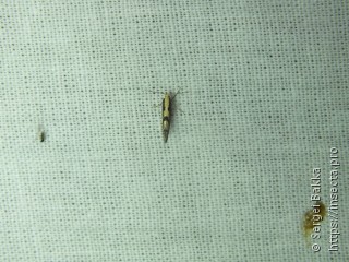 Argyresthia conjugella