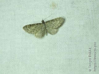 Eupithecia lariciata