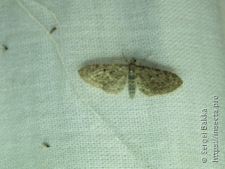 Eupithecia lariciata