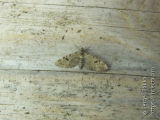 Eupithecia conterminata