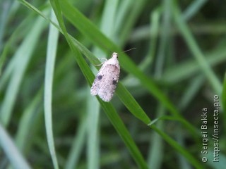 Agonopterix propinquella