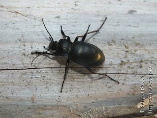 Carabus glabratus