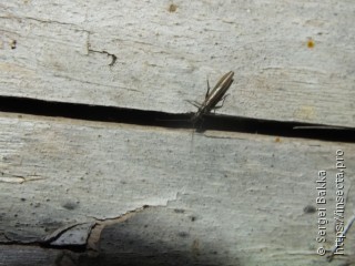 Taeniopterygidae