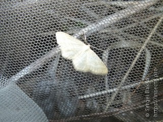 Idaea pallidata