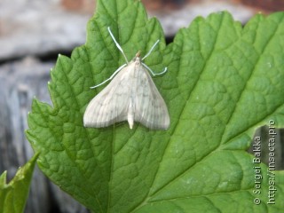 Paratalanta pandalis