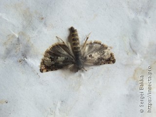 Epinotia