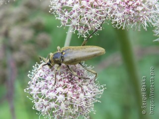 Lepturobosca virens