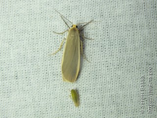 Eilema lurideola