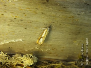 Catoptria