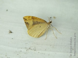 Eulithis populata