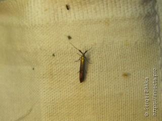 Coleophora deauratella