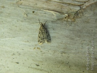 Eudonia truncicolella