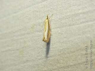 Catoptria margaritella