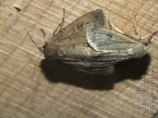 Graphiphora augur