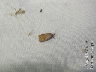 Agonopterix angelicella