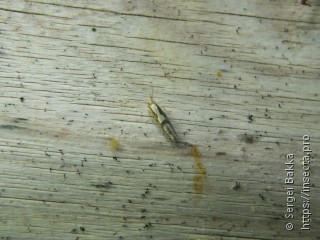 Argyresthia conjugella