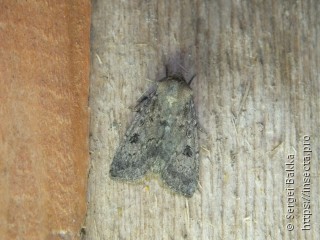 Graphiphora augur