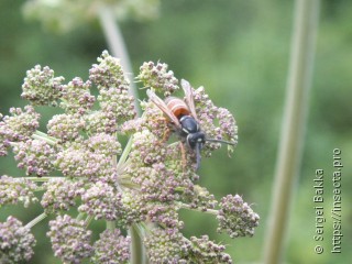 Vespula rufa